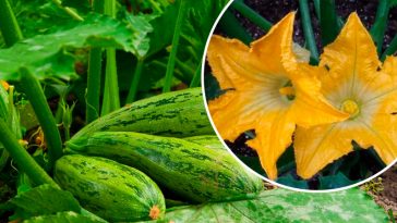 Час діяти! Чому варто обривати жіночі квітки на кабачках і гарбузах у серпні