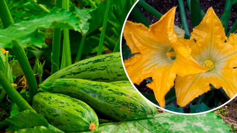 Час діяти! Чому варто обривати жіночі квітки на кабачках і гарбузах у серпні