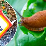 Сода проти слимаків: простий метод, що дійсно працює!