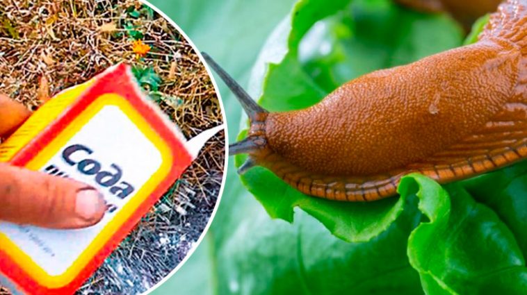 Сода проти слимаків: простий метод, що дійсно працює!