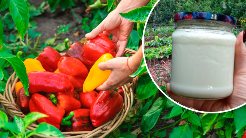 3 народні підживлення для перцю, які завжди дають результат!