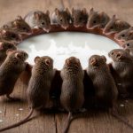 Як позбутися від щурів у будинку: перевірені методи боротьби