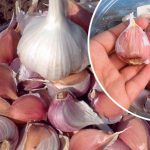 Унікальний рецепт-вказівка: як вибрати «жіночі» зубчики часнику для великого врожаю