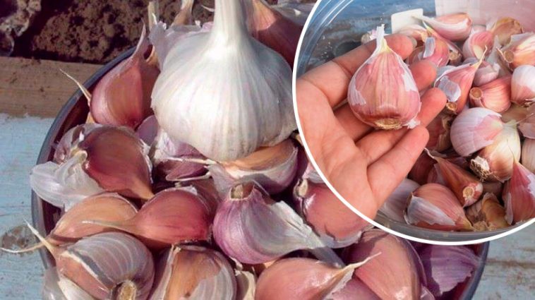 Унікальний рецепт-вказівка: як вибрати «жіночі» зубчики часнику для великого врожаю