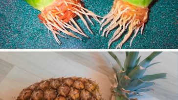 🌿 Домашній ананас: як виростити з верхівки у горщику