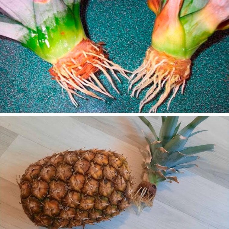 🌿 Домашній ананас: як виростити з верхівки у горщику