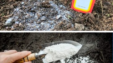 Осінній секрет урожаю: сода для грядок