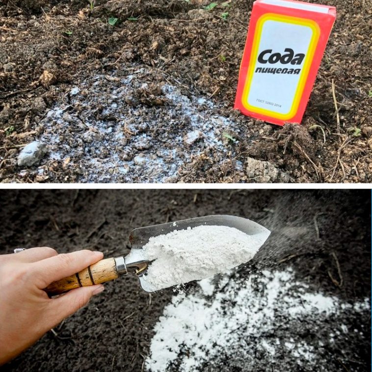 Осінній секрет урожаю: сода для грядок