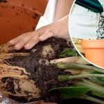 Ознаки, що сигналізують: вашій кімнатній квітці терміново потрібна пересадка