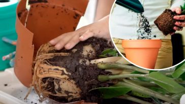 Ознаки, що сигналізують: вашій кімнатній квітці терміново потрібна пересадка