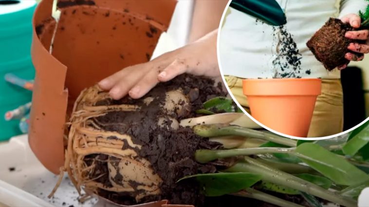 Ознаки, що сигналізують: вашій кімнатній квітці терміново потрібна пересадка