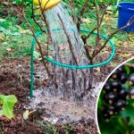 Досвід перевірений роками! Осіннє підживлення смородини та аґрусу для багатого врожаю