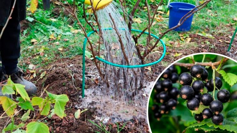 Досвід перевірений роками! Осіннє підживлення смородини та аґрусу для багатого врожаю