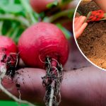 Вереснева редиска: як посіяти, щоб зібрати рекордний урожай