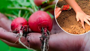 Вереснева редиска: як посіяти, щоб зібрати рекордний урожай