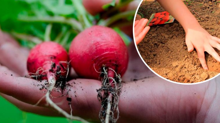 Вереснева редиска: як посіяти, щоб зібрати рекордний урожай