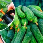 Як продовжити врожай огірків до жовтня: перевірені поради для городників