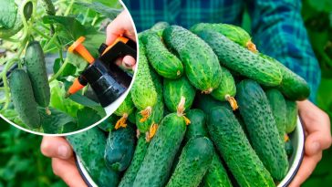 Як продовжити врожай огірків до жовтня: перевірені поради для городників