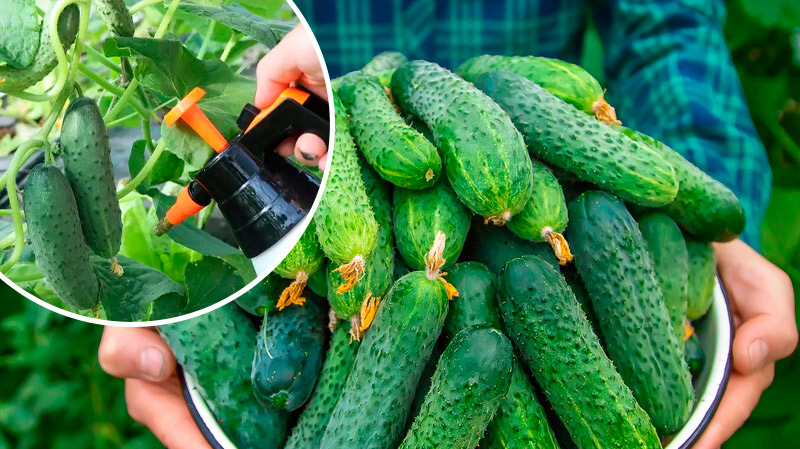 Як продовжити врожай огірків до жовтня: перевірені поради для городників