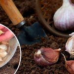 Як аптечний засіб допомагає отримати в рази кращий урожай озимого часнику