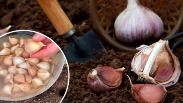Як аптечний засіб допомагає отримати в рази кращий урожай озимого часнику