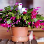 Як правильно обрізати різдвяний кактус, щоб він цвів пишно та яскраво? 🌵🌸