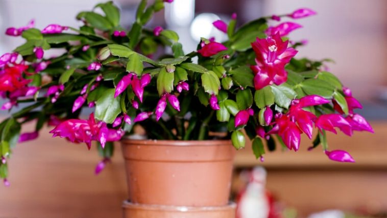 Як правильно обрізати різдвяний кактус, щоб він цвів пишно та яскраво? 🌵🌸