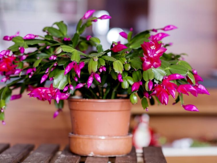 Як правильно обрізати різдвяний кактус, щоб він цвів пишно та яскраво? 🌵🌸