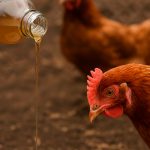 Кури несуться всю зиму з цією добавкою