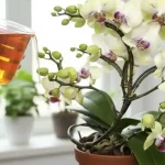 Досягніть миттєвого цвітіння орхідеї всього за 20 простих кроків