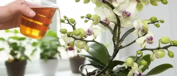 Досягніть миттєвого цвітіння орхідеї всього за 20 простих кроків