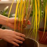 Листя драцени жовтіє та сохне: головні причини та як цього не допустити