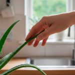 Навіщо тримати алое на кухні та чим корисна ця рослина: коли дізнаєшся — справді дивуєшся