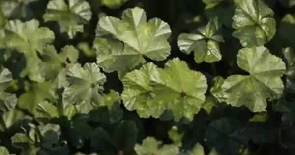 10 головних корисних властивостей листя мальви звичайної