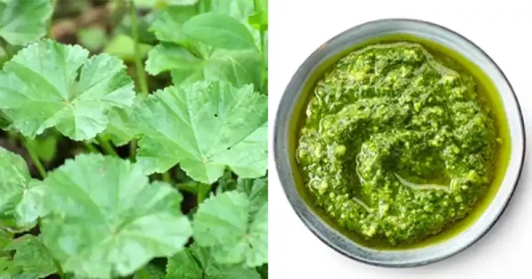 10 головних корисних властивостей листя мальви звичайної