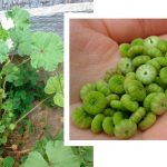 10 головних корисних властивостей листя мальви звичайної