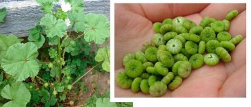 10 головних корисних властивостей листя мальви звичайної