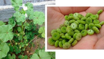 10 головних корисних властивостей листя мальви звичайної