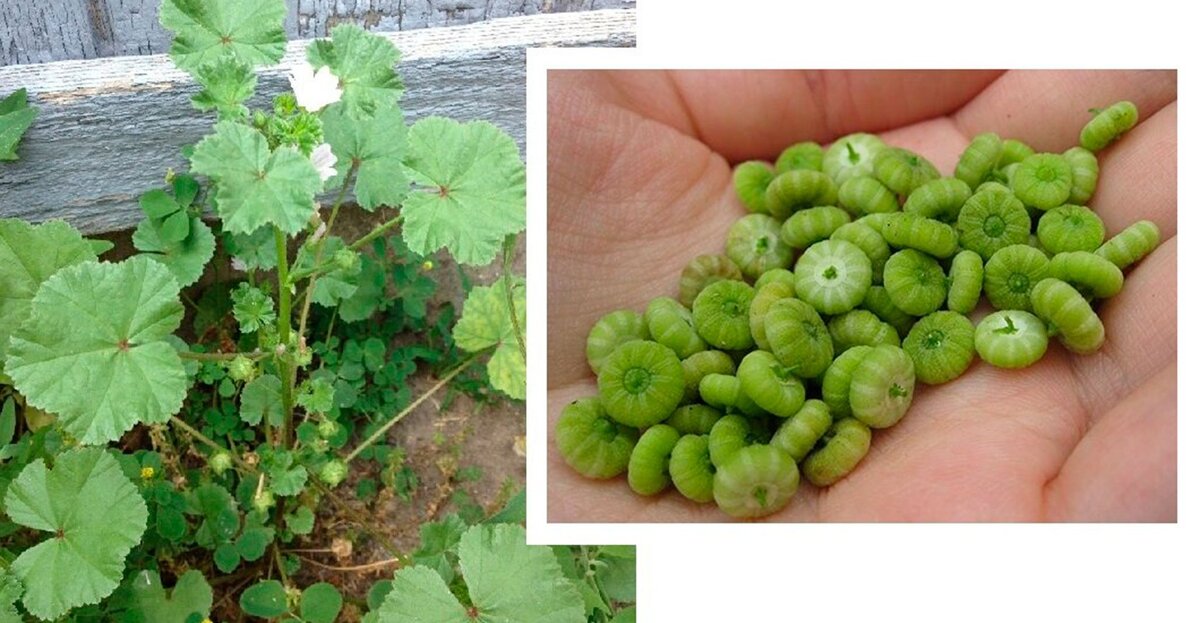 10 головних корисних властивостей листя мальви звичайної