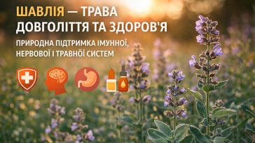 🌿 Шавлія — трава довголіття та здоров’я