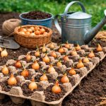 Посадка цибулі в лотках з-під яєць: простий метод рівних грядок і щедрого врожаю