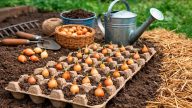Посадка цибулі в лотках з-під яєць: простий метод рівних грядок і щедрого врожаю