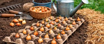 Посадка цибулі в лотках з-під яєць: простий метод рівних грядок і щедрого врожаю