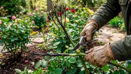 Почорніли троянди після зими: покрокова інструкція, як врятувати «королеву саду» 🌹