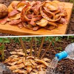 Не викидайте шкірки від картоплі: натуральне добриво, яке покращує ріст рослин