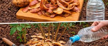 Не викидайте шкірки від картоплі: натуральне добриво, яке покращує ріст рослин