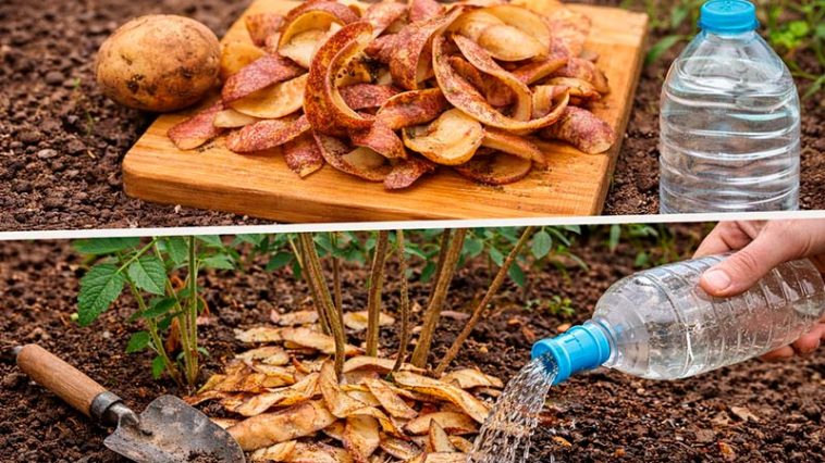 Не викидайте шкірки від картоплі: натуральне добриво, яке покращує ріст рослин