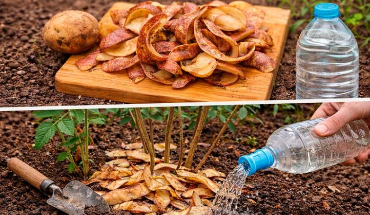 Не викидайте шкірки від картоплі: натуральне добриво, яке покращує ріст рослин