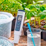 Помідорна розсада росте швидко і міцно: секрети ефективного підживлення для багатого врожаю 🍅