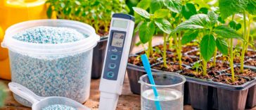 Помідорна розсада росте швидко і міцно: секрети ефективного підживлення для багатого врожаю 🍅